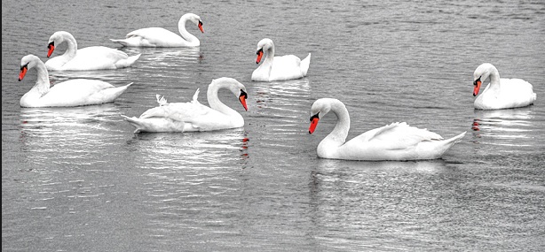 7-swans